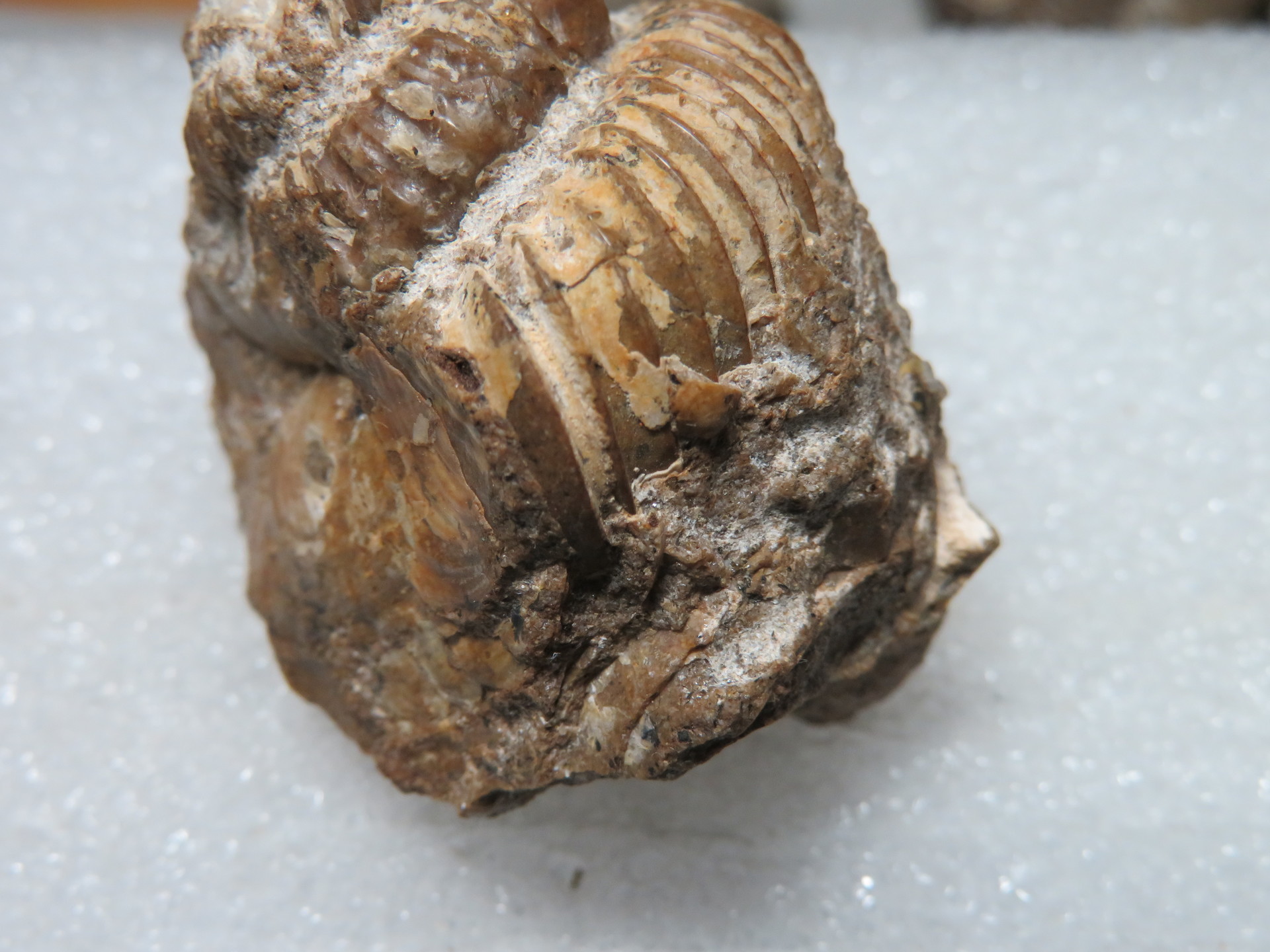 双葉層群桜沢産の化石
