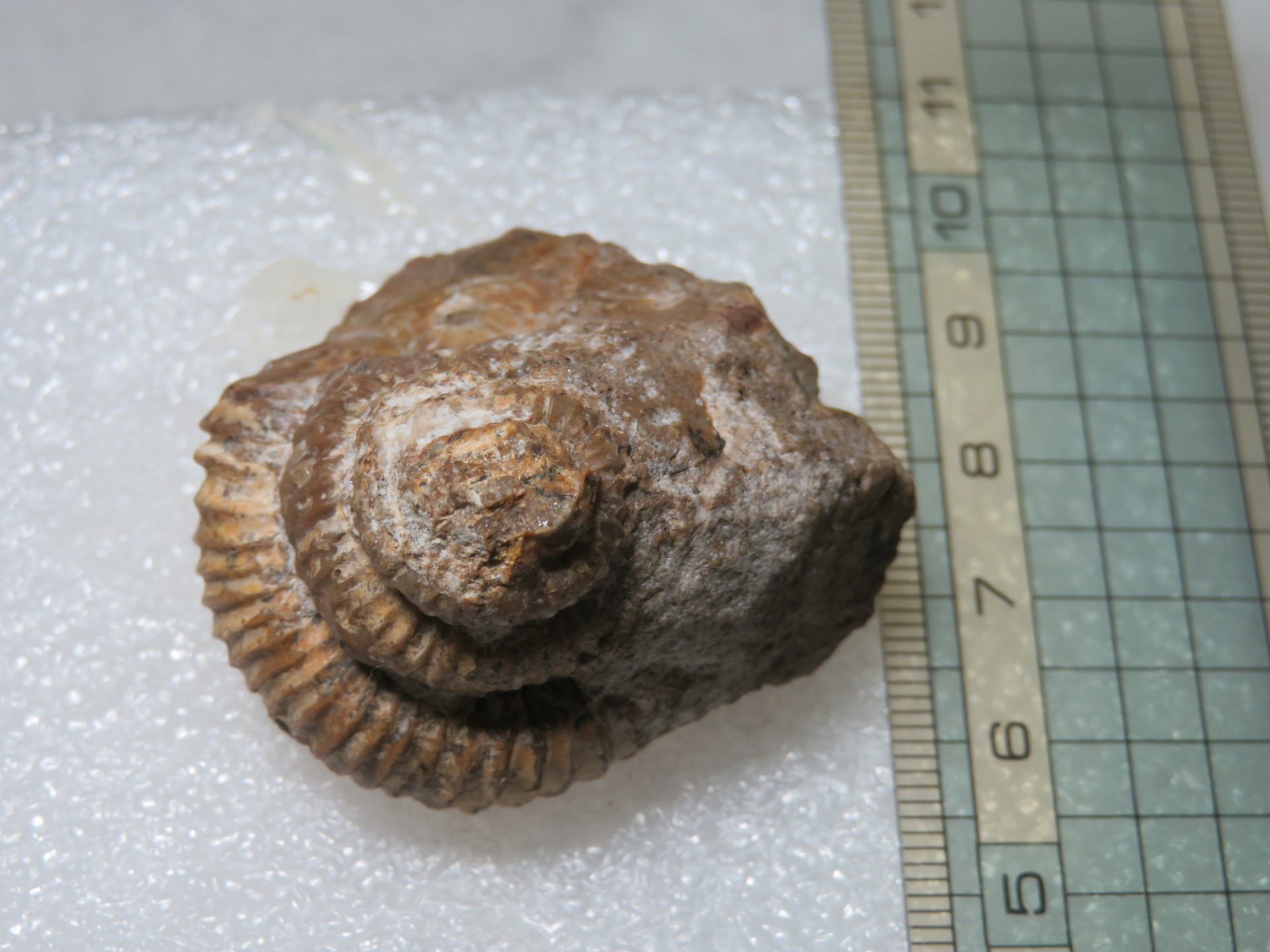 kimio 化石ユウボストリセラスとムラモトセラス thumbnail2.webp